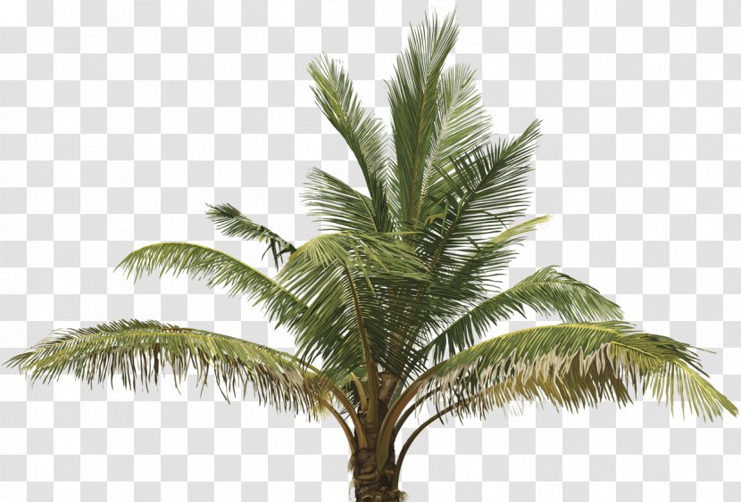 Clip Art Vector Graphics Palm Trees Illustration Oil - Botany - Coconut Transparent PNG