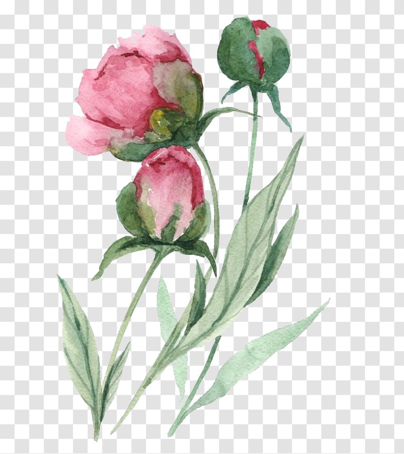 Watercolor Pink Flowers - Family - Tulip Transparent PNG