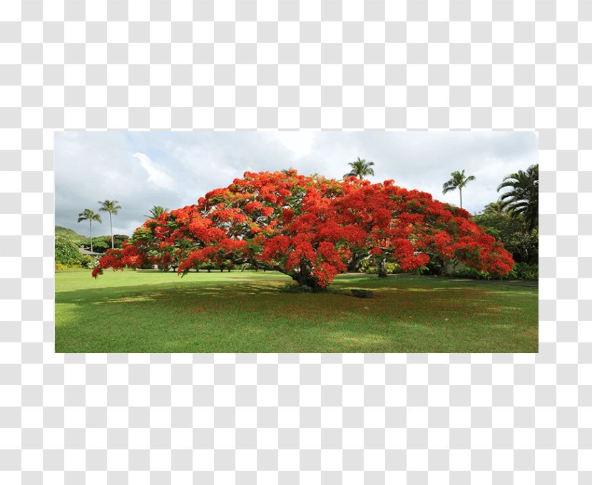 Royal Poinciana Tree Seed Blue Jacaranda Garden - Legumes Transparent PNG