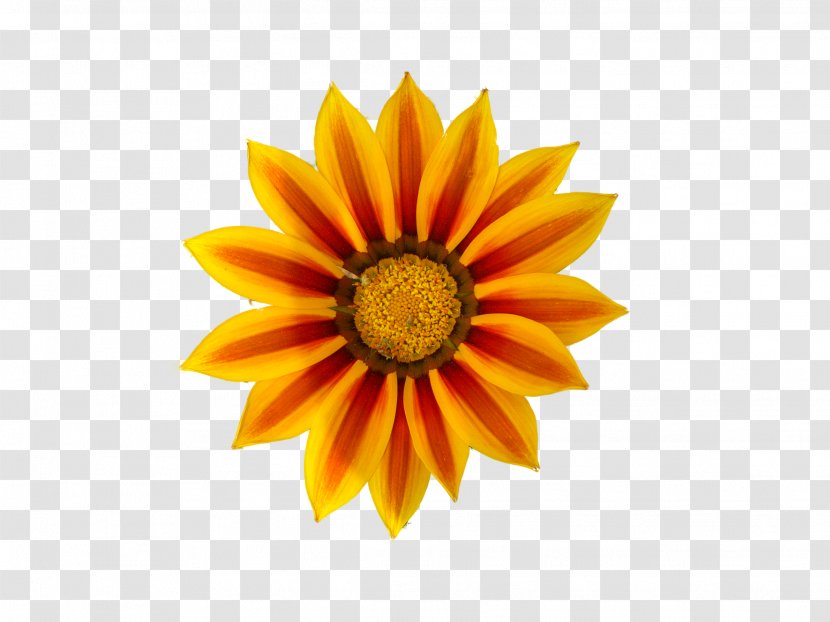 Royalty-free Clip Art - Scalable Vector Graphics - Yellow Daisy Pictures Transparent PNG