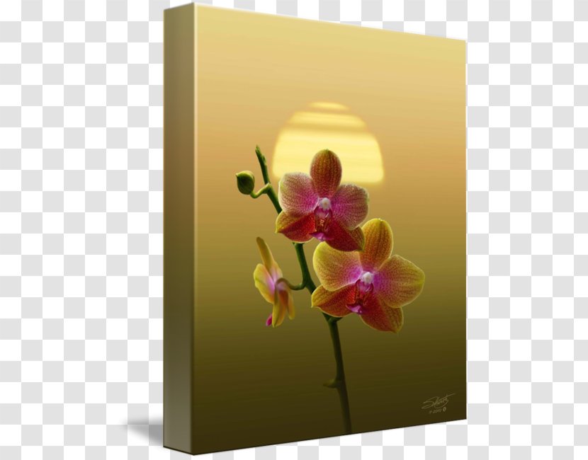 Moth Orchids Cattleya Still Life Photography Floral Design - Plant Transparent PNG