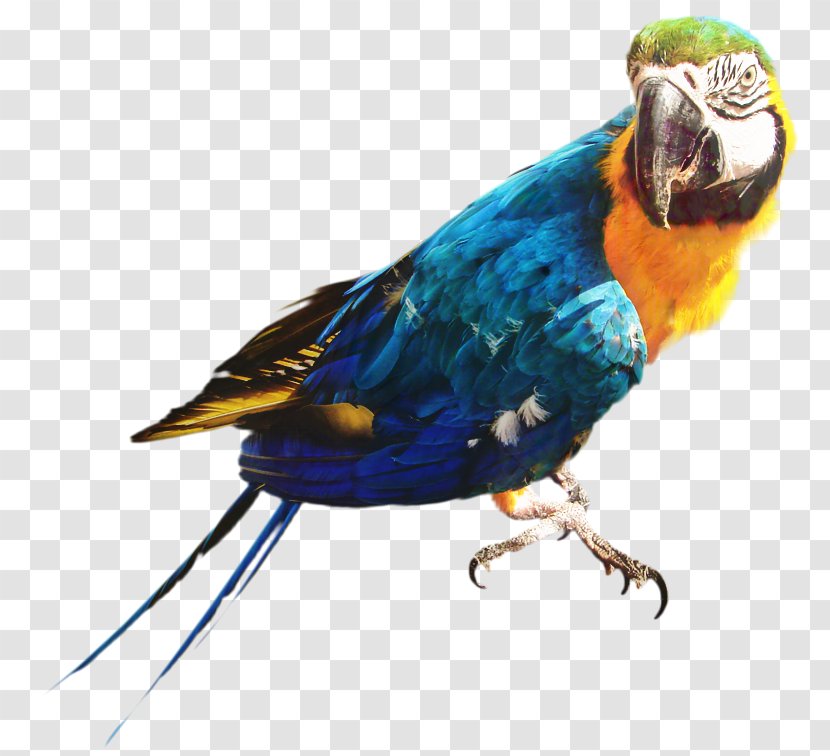 Bird Passerine Parrot Parakeet Feather - Songbird - Perching Transparent PNG