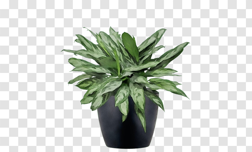 Leaf Flowerpot Houseplant Herb Evergreen Transparent PNG