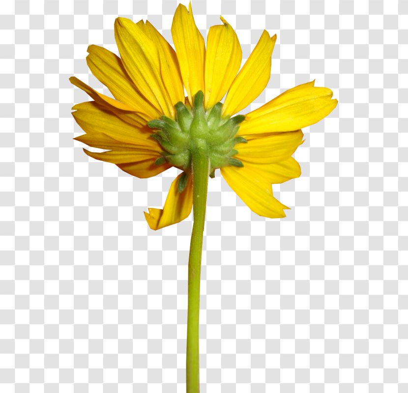 Common Sunflower Yellow Clip Art - Plant Stem - Flower Transparent PNG