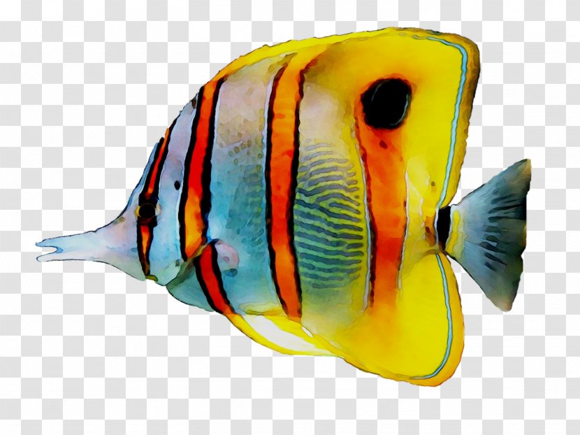 Koi Tropical Fish Aquarium Freshwater Angelfish - Coral Reef Transparent PNG