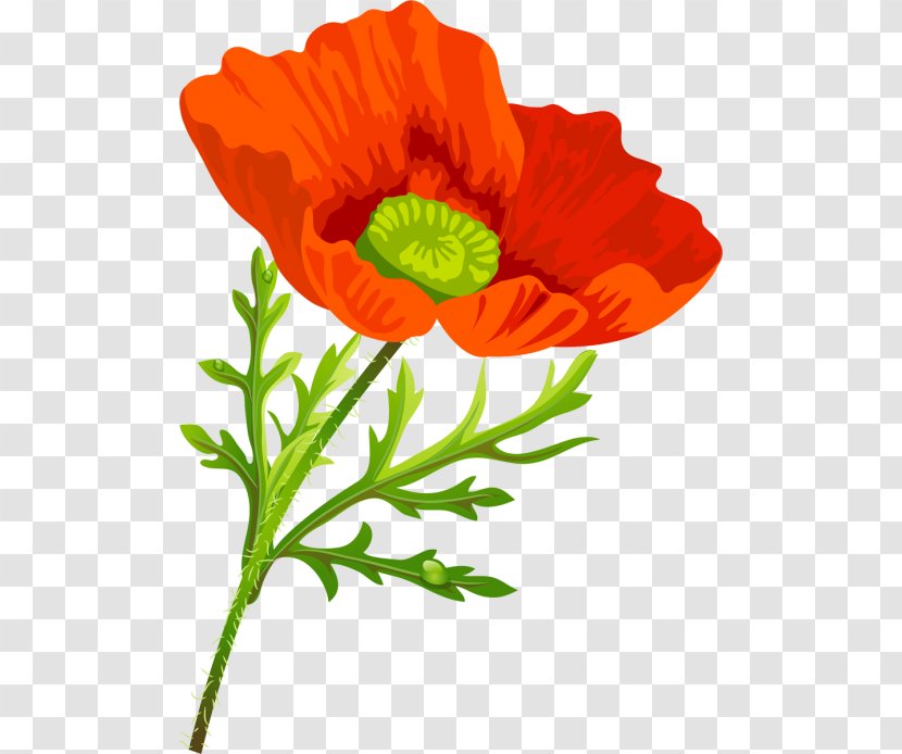 Poppy Flower Clip Art - Plant Stem - Family Transparent PNG