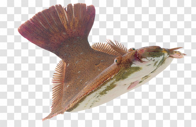 Fish Pampus Argenteus Seafood Turbot - Stromateidae - Fishing Transparent PNG