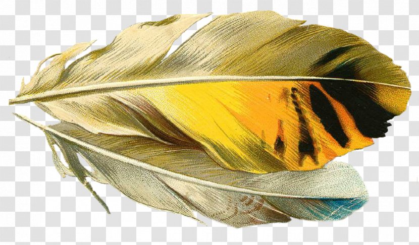 Feather Quill Pens Paper Image - Frame Transparent PNG