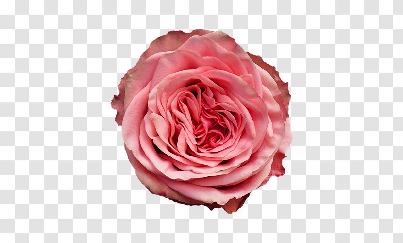 Garden Roses Cabbage Rose Floribunda Wild Love Cut Flowers - Peach - Appricot Transparent PNG