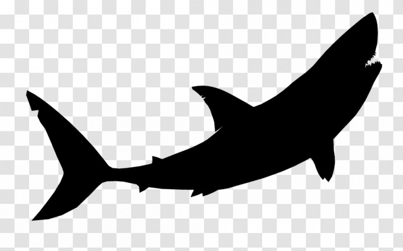 Great White Shark Image Tiger Vector Graphics - Carcharhiniformes Transparent PNG