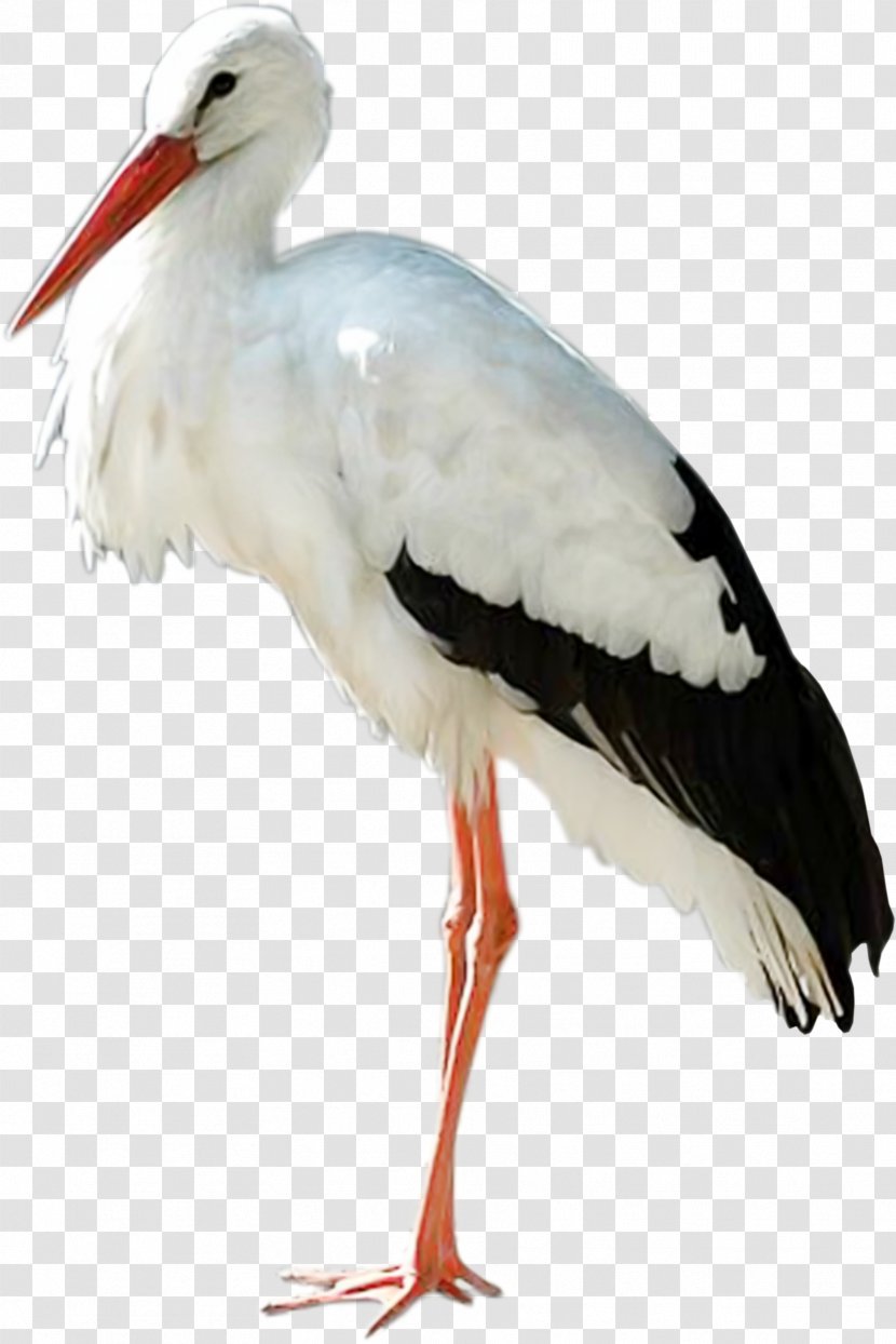Ciconia - Oriental Stork Transparent PNG