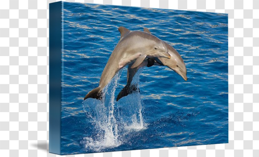 Spinner Dolphin Common Bottlenose Striped Short-beaked Wholphin - Jumping Dolphins Transparent PNG
