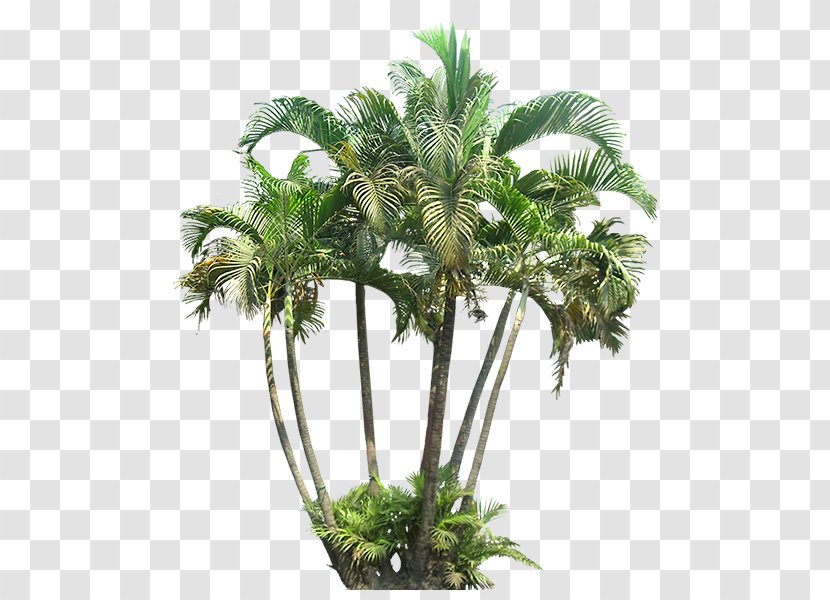 Tropics Tropical Vegetation Plants Areca Palm - Tree Transparent PNG
