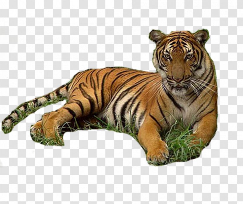 Tiger Werecat Download - Mammal Transparent PNG