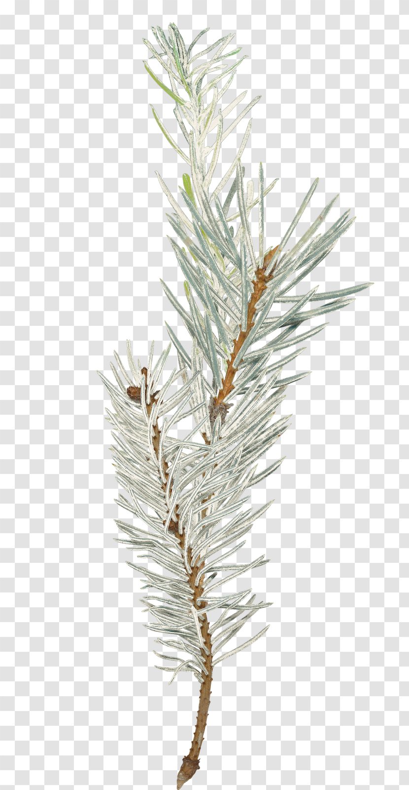 Photography Blog Spruce Christmas - Internet - Pine Branches Buckle Free Photos Transparent PNG