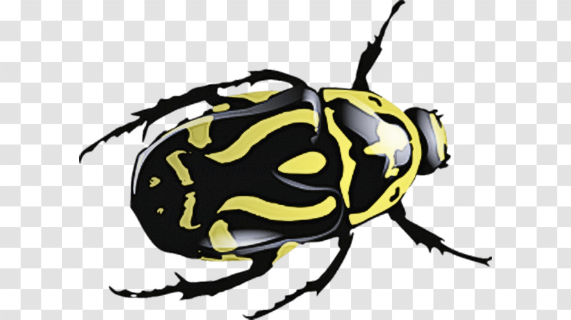 Insect Beetle Pest Cetoniidae Blister Beetles Transparent PNG