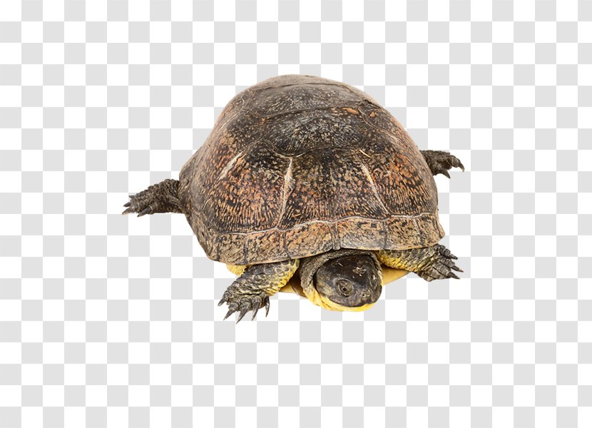 Box Turtles T-shirt Common Snapping Turtle Blanding's - Tortuga Transparent PNG