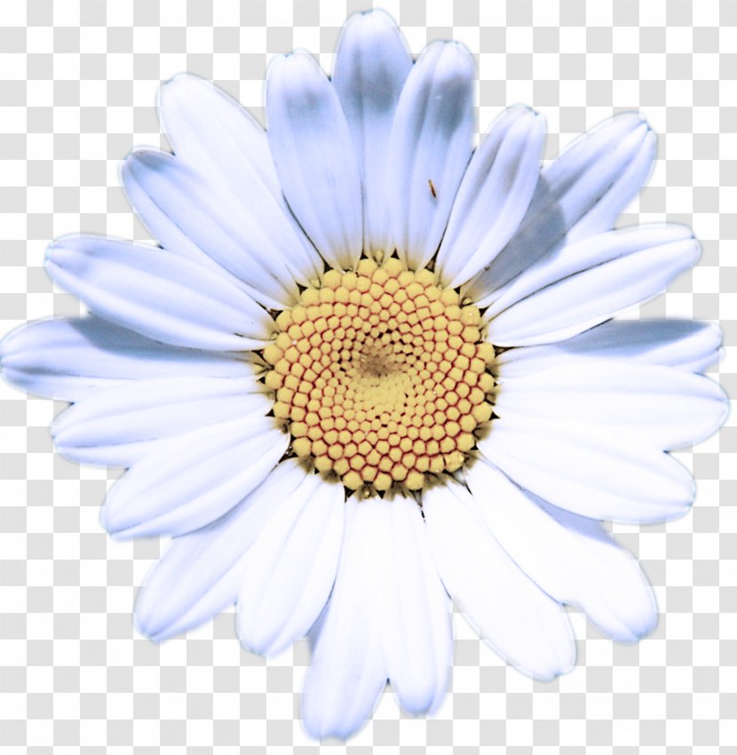 Daisy - Oxeye - Marguerite Camomile Transparent PNG