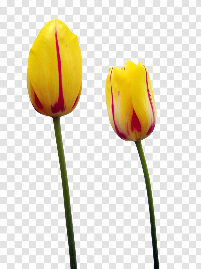 Tulip Time Festival Yellow Flower - Royaltyfree - A Transparent PNG