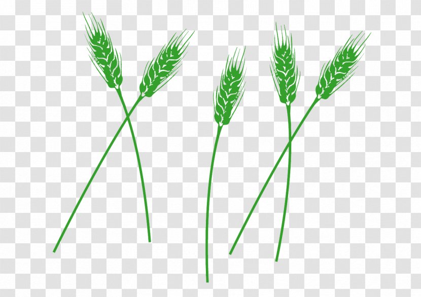 Beer Wheat Green - A Few Of Barley Transparent PNG