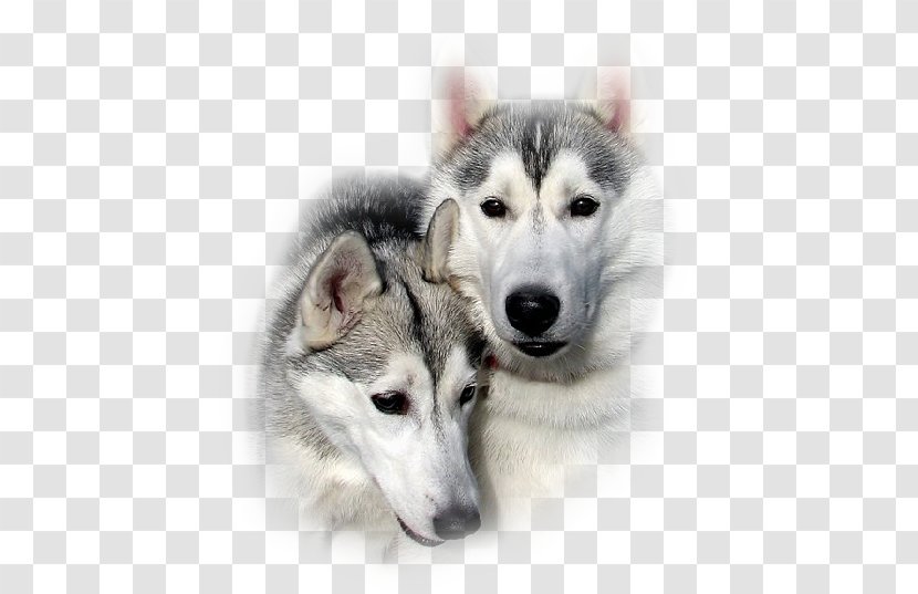 Dog Digital Image - Gray Wolf Transparent PNG