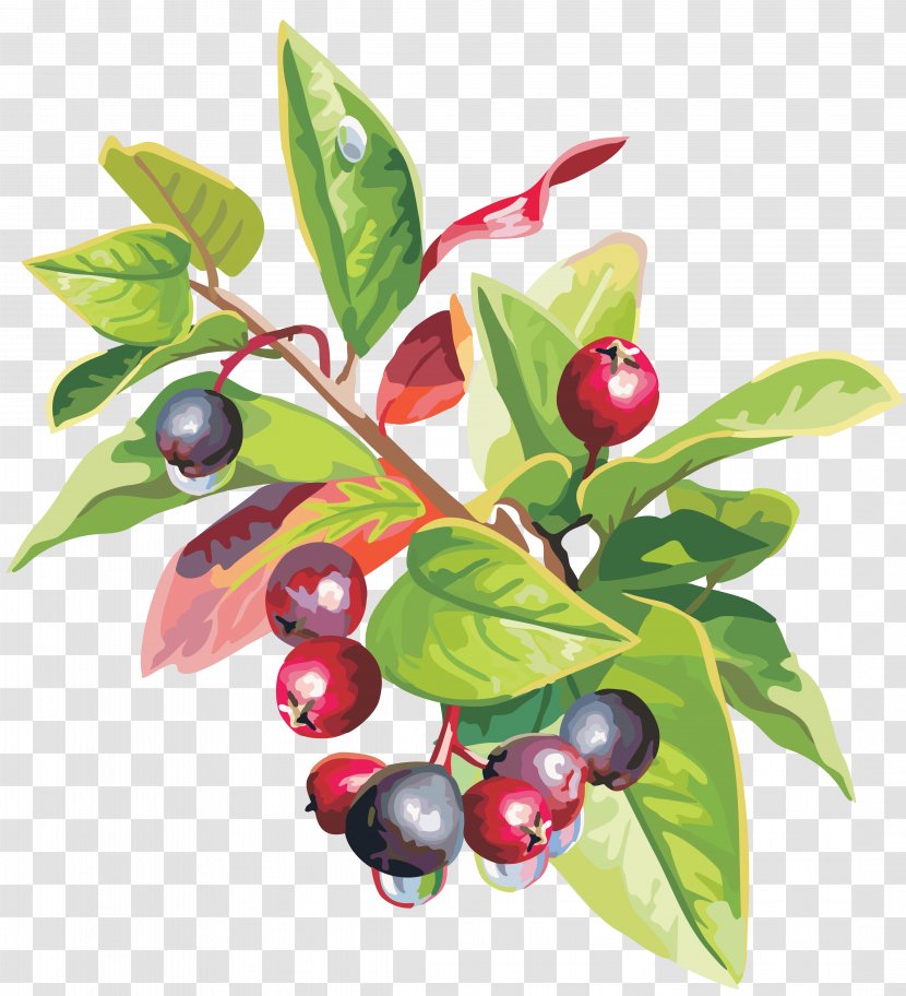 Lingonberry Fruit Food Clip Art - Natural Foods - Berries Transparent PNG