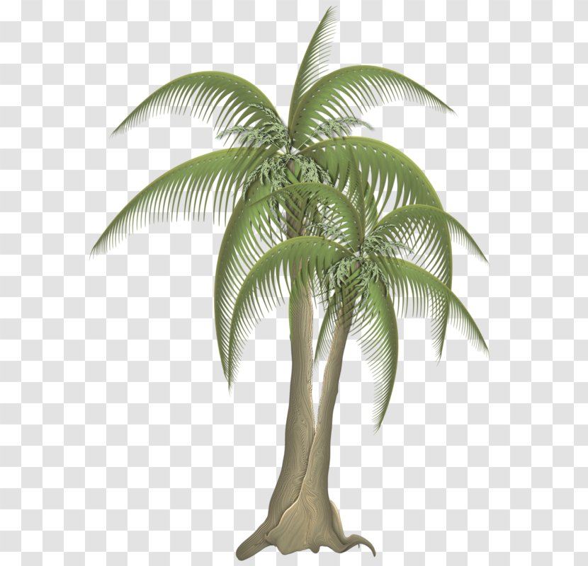 Babassu Tree Coconut Scrapbooking Transparent PNG