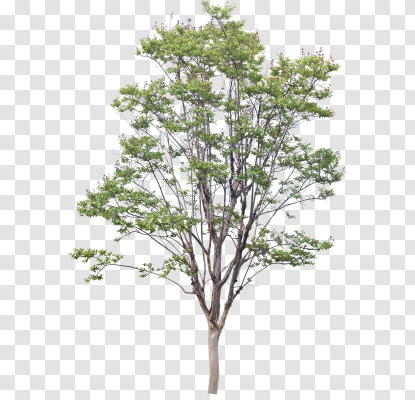 Twig American Sycamore Populus Nigra Trunk Shrub - Birch - Fi Transparent PNG