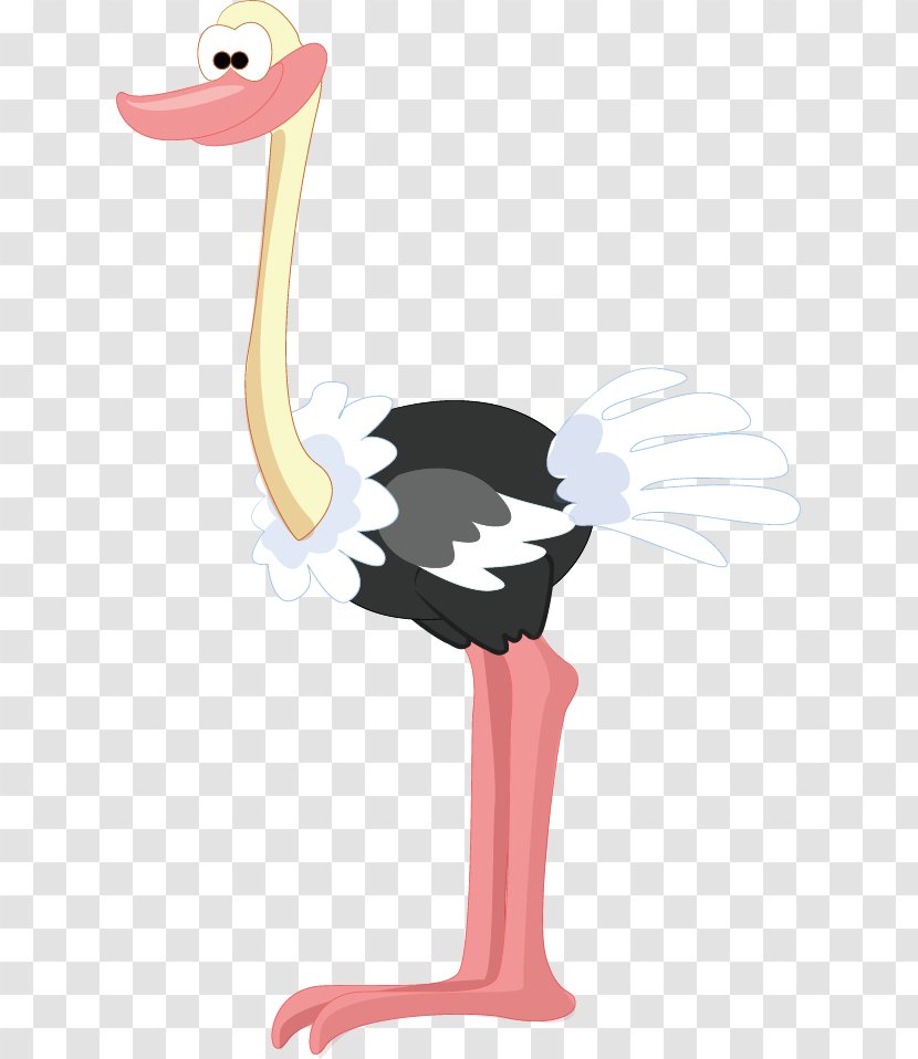 Common Ostrich Bird Animal Illustration Transparent PNG