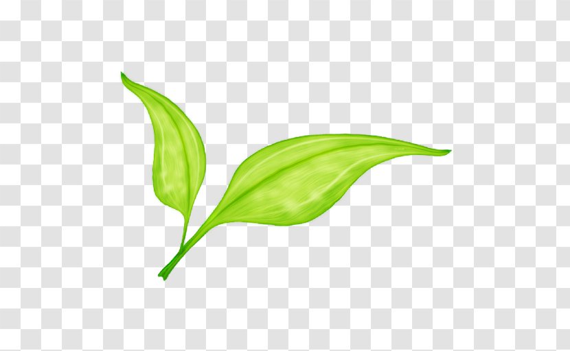 Leaf Green - Shoot - Safflower With Leaves Transparent PNG