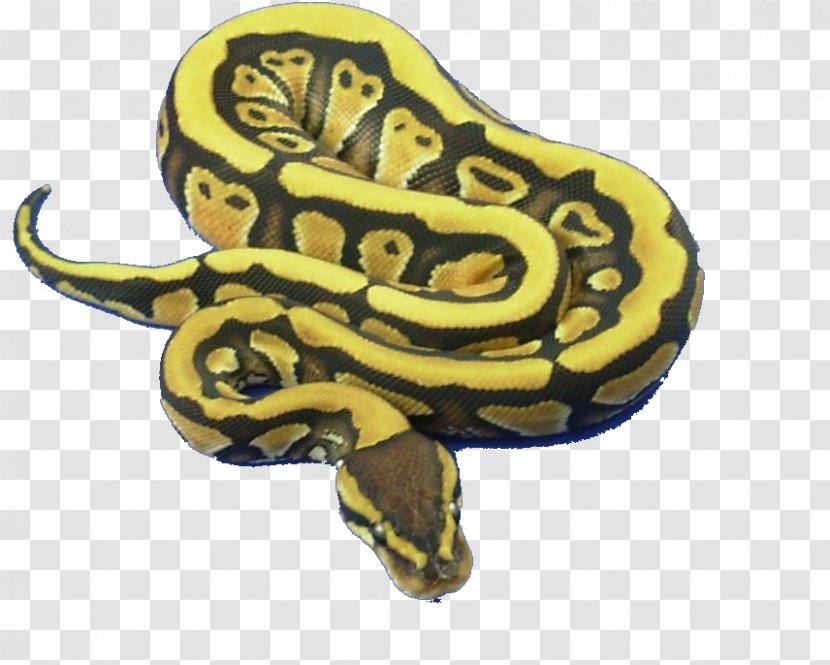 Class Attribute Python Object Amphibians - Cartoon - Flower Transparent PNG