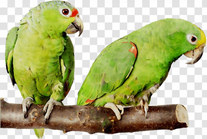 Budgerigar Lovebird Parakeet Minsk Pet - Bbk - Green Transparent PNG