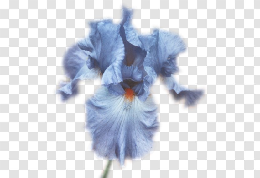 Flower Lilium Petal - Humour Transparent PNG
