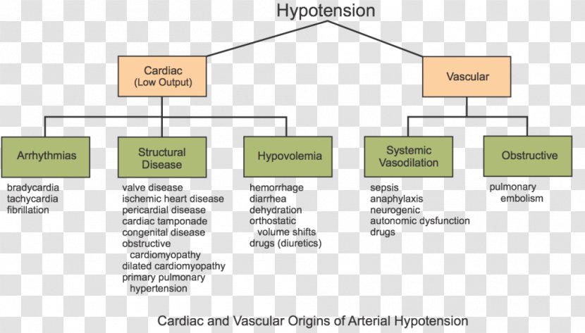 Orthostatic Hypotension Blood Pressure Mean Arterial Heart Failure - Cardiovascular Physiology Transparent PNG