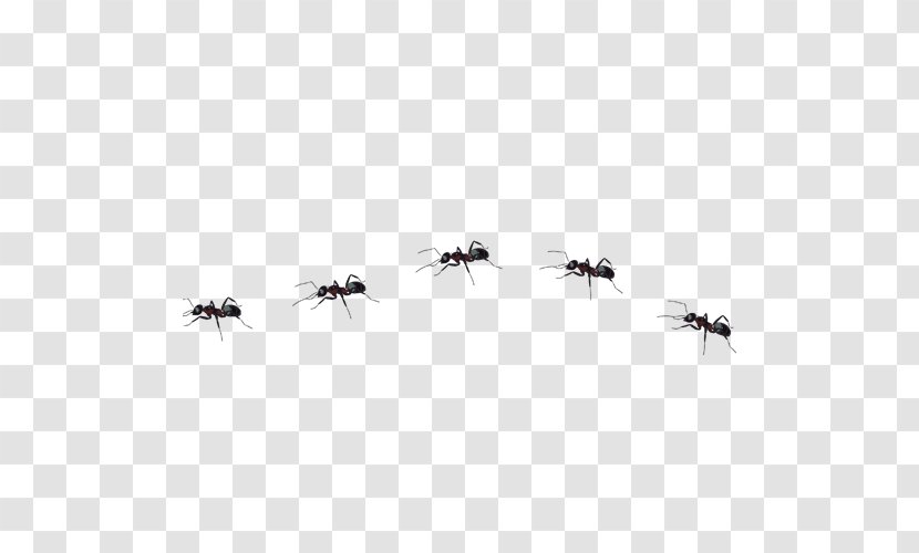 Ant Insect - Sky Transparent PNG