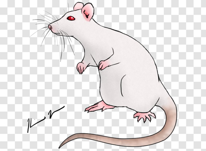 Rat Drawing Art Mouse - & Transparent PNG