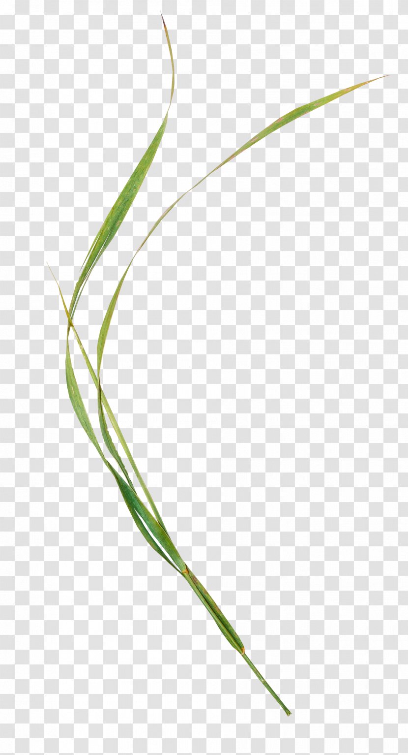 Grasses Sweet Grass Leaf Plant Stem - Family Transparent PNG