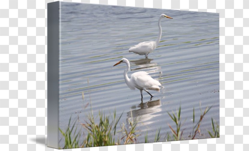 Great Egret Bird Wader Ibis Stork - Heron - Poster Design Transparent PNG