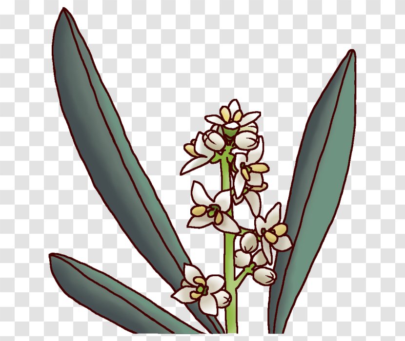 Kagawa Prefecture Prefectures Of Japan Olive Flower - Seasoning Transparent PNG