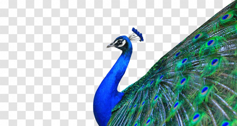 Peafowl Download - Tail - Peacock Transparent PNG