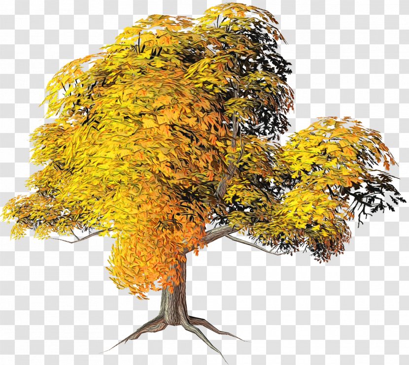 Autumn Tree Branch - Fall - Plane Flower Transparent PNG