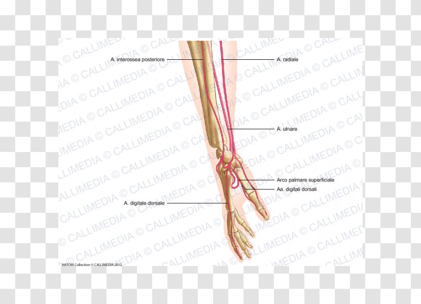 Thumb Lateral Cutaneous Nerve Of Forearm Artery Hand - Frame Transparent PNG