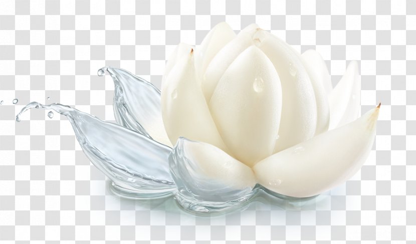 Flavor Cream Petal - Lily Transparent PNG