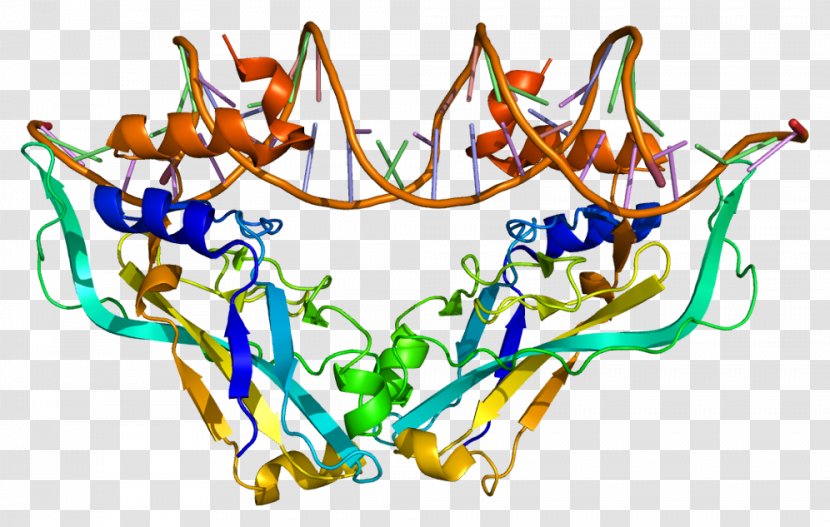 TBX2 TBX3 T-box Protein Transcription Factor - Muscle Tissue Transparent PNG