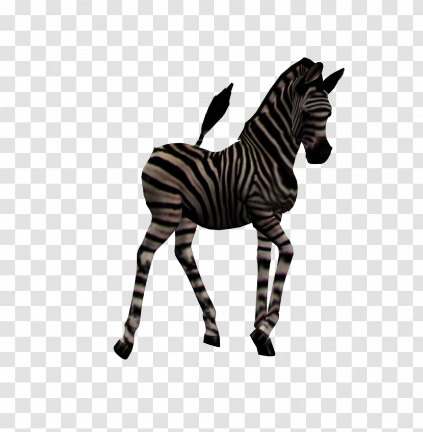 Zebra Foal Quagga Horse - Terrestrial Animal Transparent PNG