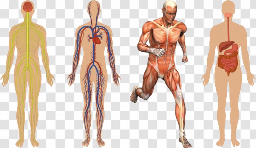 Anatomy Human Body Muscular System Skeleton Muscle - Tree - Healthy Transparent PNG