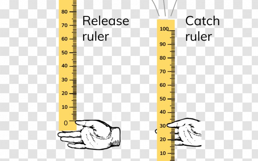 Angle Ruler Reflex Arc Outline Of The Human Nervous System - Paper - Hand Catch Transparent PNG