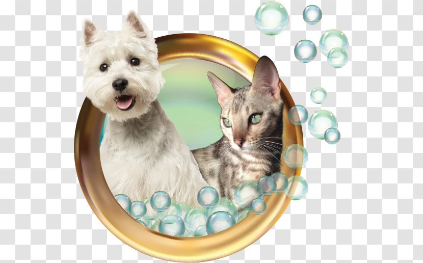 Cairn Terrier West Highland White Whiskers Dog Breed Grooming - Tail - Kitten Transparent PNG