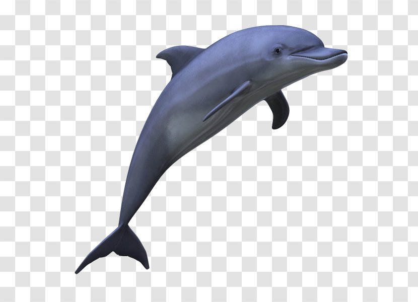 Dolphin Clip Art - Fauna - Image Transparent PNG