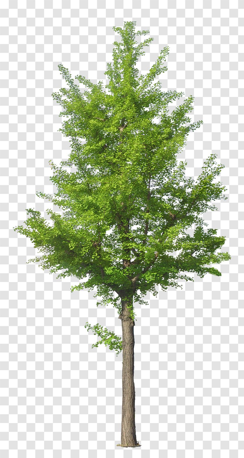 Tree Ginkgo Biloba - Spruce Transparent PNG